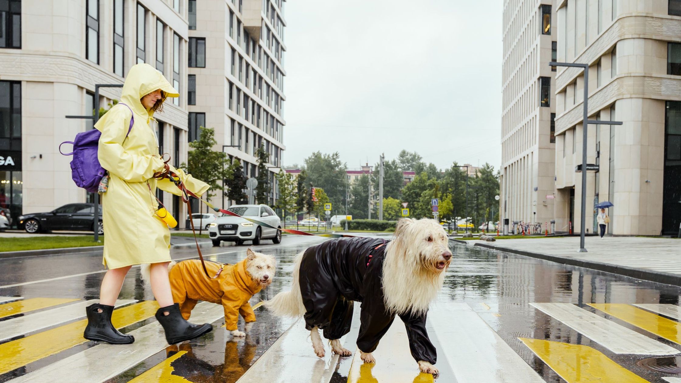 A man walking dogs