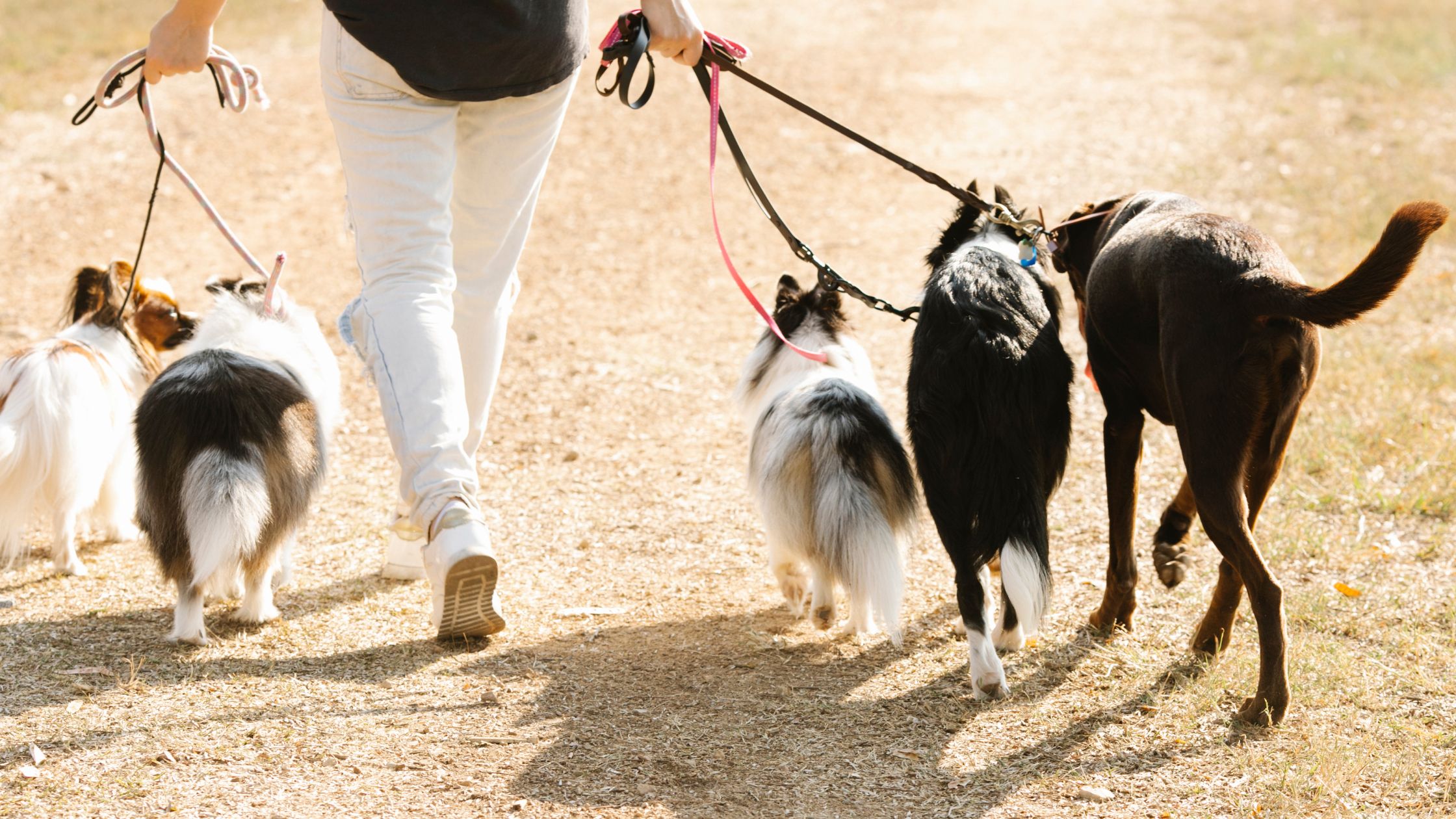 picture of a person walking dogs