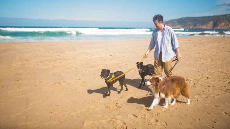 A man walking dogs at the beach