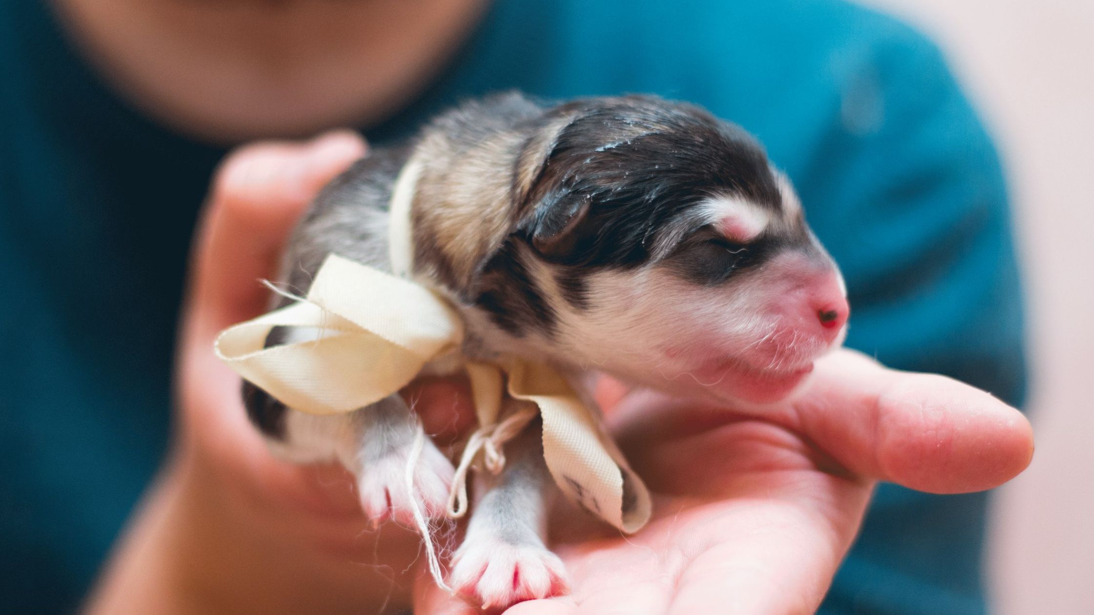 someone holding a puppy