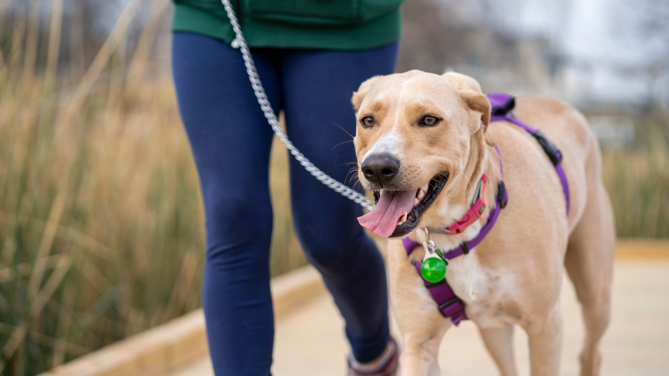 A person walking a dog